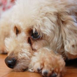 男の子　1歳5ヶ月